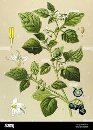 Attēlu rezultāti vaicājumam “Solanum nigrum”