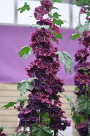 Image result for Malva sylvestris var. mauritiana