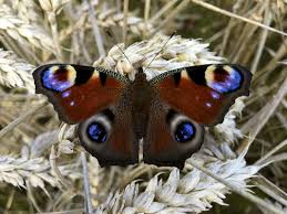 Attēlu rezultāti vaicājumam “Inachis io”