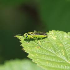 Attēlu rezultāti vaicājumam “Rhogogaster viridis”
