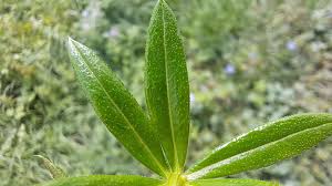 Attēlu rezultāti vaicājumam “Galium rivale”