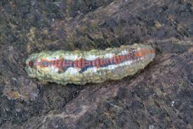 Attēlu rezultāti vaicājumam “Syrphus sp. larva”