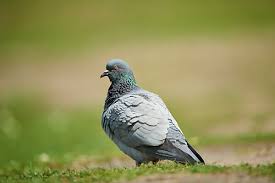 Attēlu rezultāti vaicājumam “Columba livia f. domestica adult”