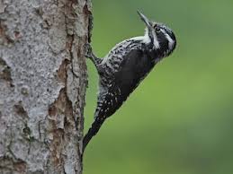 Attēlu rezultāti vaicājumam “Epirhoe tristata”