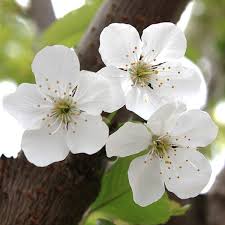 Attēlu rezultāti vaicājumam “Prunus avium flower”