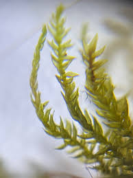 Attēlu rezultāti vaicājumam “Leskea polycarpa”