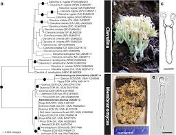 Attēlu rezultāti vaicājumam “Clavulina amethystina”