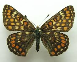 Attēlu rezultāti vaicājumam “Euphydryas maturna”