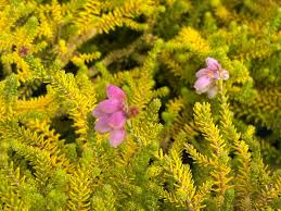 Attēlu rezultāti vaicājumam “Erica tetralix”