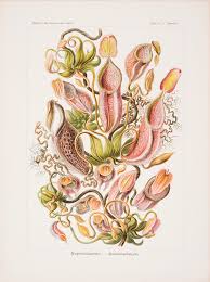 Image result for ernst haeckel