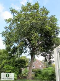 Attēlu rezultāti vaicājumam “Juglans cinerea”