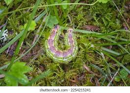 Attēlu rezultāti vaicājumam “Sphinx pinastri larva”