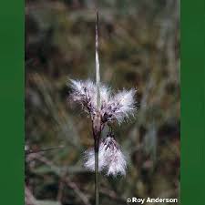 Attēlu rezultāti vaicājumam “Eriophorum latifolium fruit”