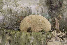 Attēlu rezultāti vaicājumam “Hapalopilus nidulans”