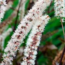 Attēlu rezultāti vaicājumam “Isopyrum thalictroides flower”