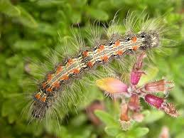 Attēlu rezultāti vaicājumam “Lithosia quadra”