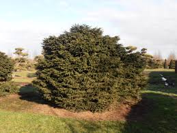 Attēlu rezultāti vaicājumam “Picea abies”