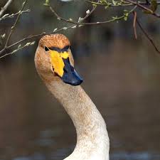 Image result for Cygnus cygnus