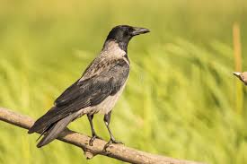 Attēlu rezultāti vaicājumam “Corvus frugilegus”