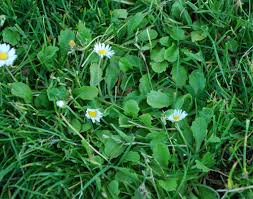 Attēlu rezultāti vaicājumam “Bellis perennis bud”