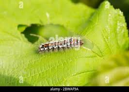 Attēlu rezultāti vaicājumam “Euproctis similis larva”