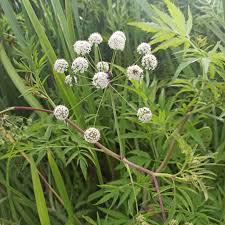 Attēlu rezultāti vaicājumam “Cicuta virosa leaf”