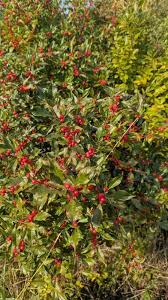 Attēlu rezultāti vaicājumam “Linnaea borealis fruit”