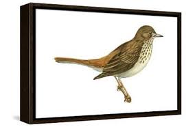 Image result for Catharus guttatus