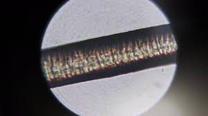 Image result for human hair microscope image