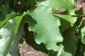 Attēlu rezultāti vaicājumam “Magnolia acuminata leaf”