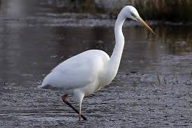 Attēlu rezultāti vaicājumam “Egretta alba adult”