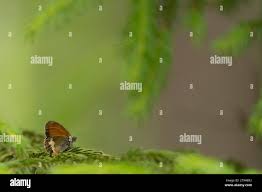 Attēlu rezultāti vaicājumam “Coenonympha arcania underside”