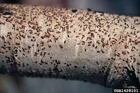 Attēlu rezultāti vaicājumam “Lepidosaphes ulmi”