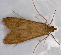 Attēlu rezultāti vaicājumam “Nomophila noctuella”