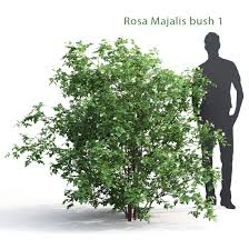 Attēlu rezultāti vaicājumam “Rosa majalis”
