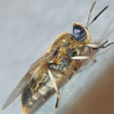 Attēlu rezultāti vaicājumam “Heptatoma pellucens”