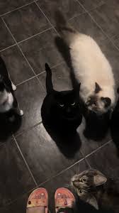 Image result for Black Cat Sac