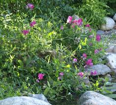 Attēlu rezultāti vaicājumam “Lathyrus latifolius flower”