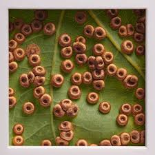 Attēlu rezultāti vaicājumam “Macrosteles sp. imago”