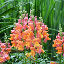 Image result for Antirrhinum majus