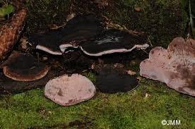Attēlu rezultāti vaicājumam “Fomitopsis rosea”