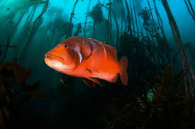 Image result for Chrysoblephus laticeps