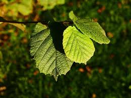 Attēlu rezultāti vaicājumam “Betula pubescens leaf”