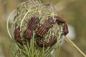 Attēlu rezultāti vaicājumam “Graphosoma lineatum imago”