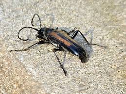 Attēlu rezultāti vaicājumam “Rhamnusium bicolor”