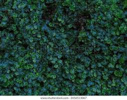 Attēlu rezultāti vaicājumam “Pellia epiphylla sporophyte”