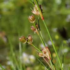 Attēlu rezultāti vaicājumam “Juncus bulbosus leaf”