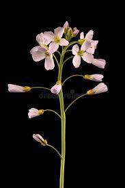 Attēlu rezultāti vaicājumam “Cardamine amara leaf”