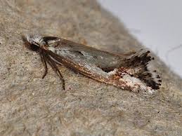 Attēlu rezultāti vaicājumam “Lyonetiidae”