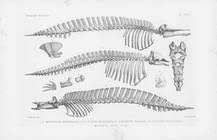 Image result for Mesoplodon bidens